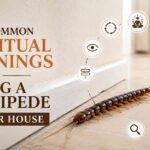 Seeing Centipede in House Spiritual Meaning